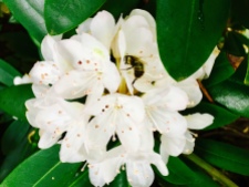 A bee in the Rhodies.