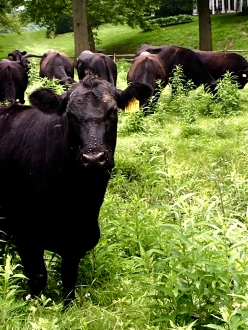 Black Angus at my sisters' farm nearby- "Buttonwood"