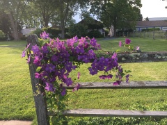 Clematis on the pool fence