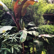 Banana plants from friend Jan, who raised them from seed for her daughter's wedding.